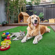 TheDisplayOutlet Artificial Turf for Dogs 13/16" Pile Height Image