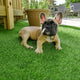 TheDisplayOutlet Artificial Turf for Dogs 13/16" Pile Height Image