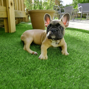TheDisplayOutlet Artificial Turf for Dogs 13/16" Pile Height Image