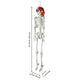 TheDisplayOutlet 5'5" Full Body Cowboy Pirate Skeleton Posable Halloween Decoration Image