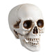 TheDisplayOutlet Skull Decor Halloween Set of 4 Image