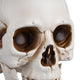 TheDisplayOutlet Skull Decor Halloween Set of 4 Image
