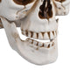 TheDisplayOutlet Skull Decor Halloween Set of 4 Image