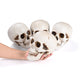 TheDisplayOutlet Skull Decor Halloween Set of 4 Image