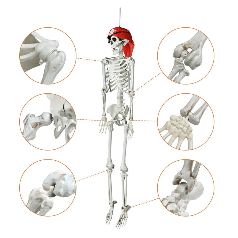 5'5" Full Body Skeleton Movable Joints Halloween Decoration