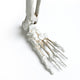 5'5" Sound Activated Light Up Skeleton Halloween Decoration