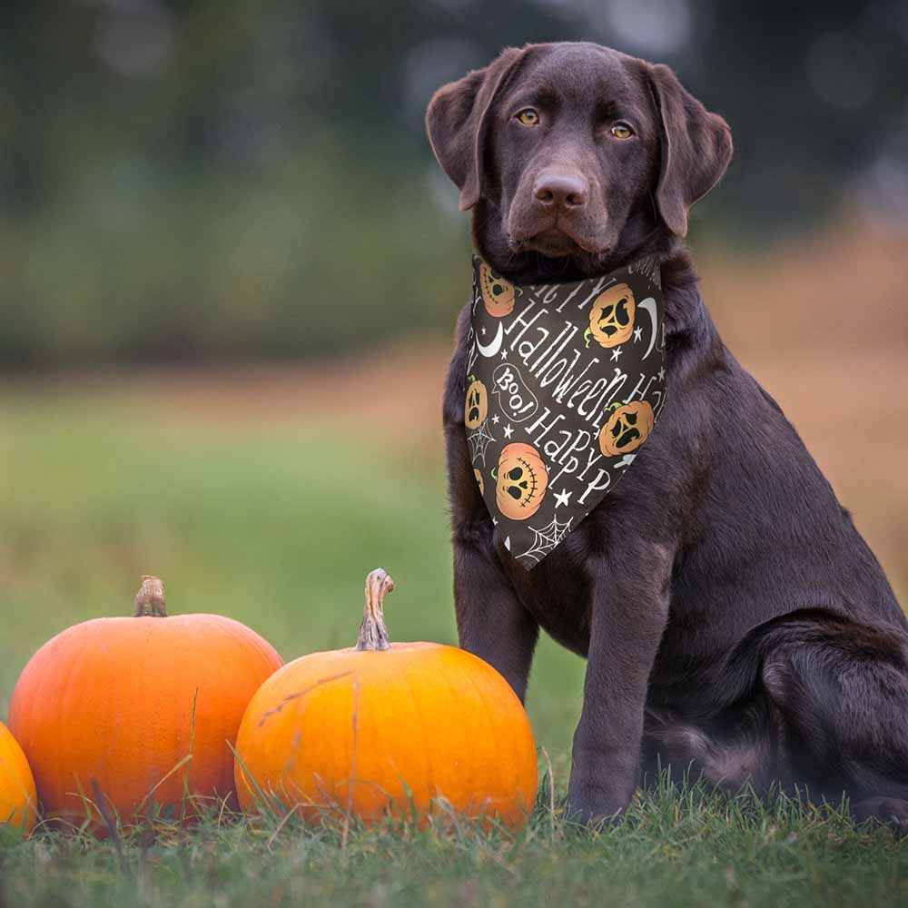 Large dog clearance bandanas